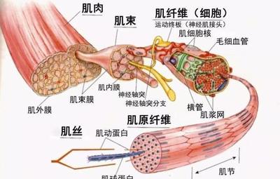 肌肉记忆的真实机制：停练后，恢复速度和肌核的作用