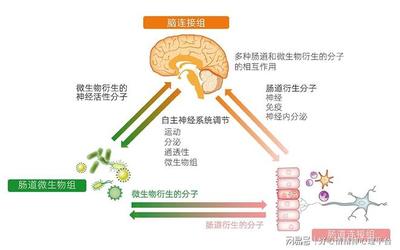 肠道菌群营养学2026：“微生物群导向性食物”新概念
